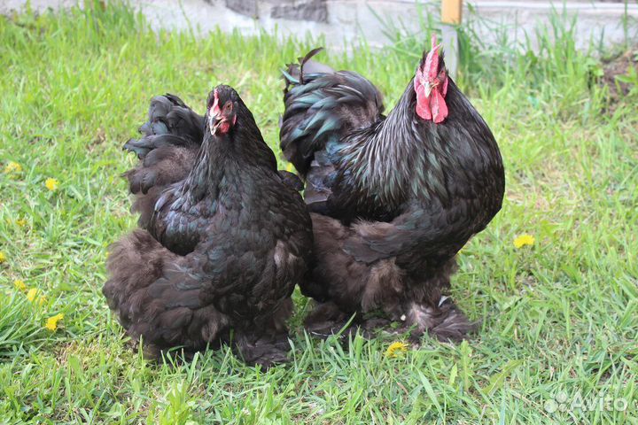 Куры домашние хохлатые, кохинхины