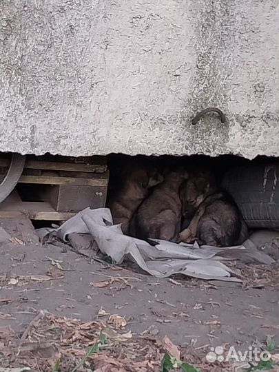 Щенок в добрые руки