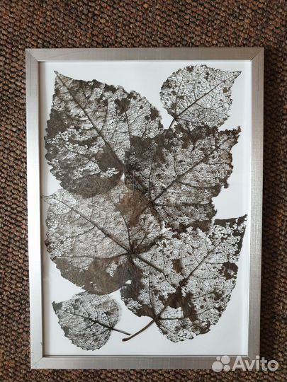 Картина гербарий