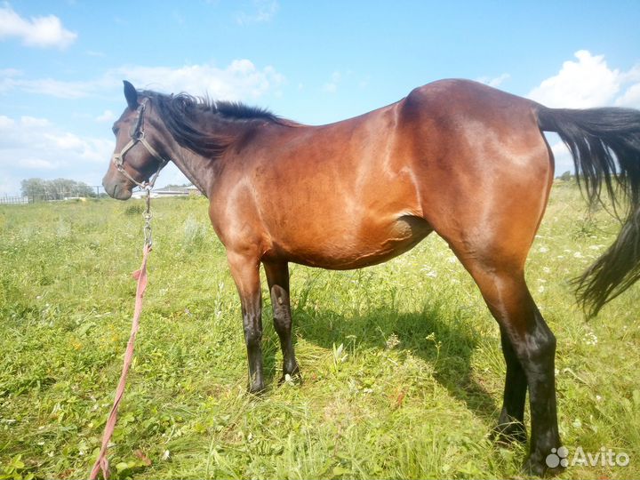 Кобыла и жеребенок