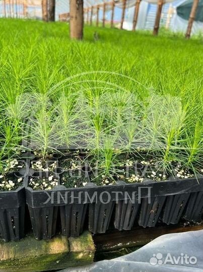 Сеянцы зкс Сосна Ель Лиственница окс Голуб Горн