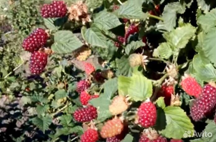 Продам саженцы ежемалины Тайберри