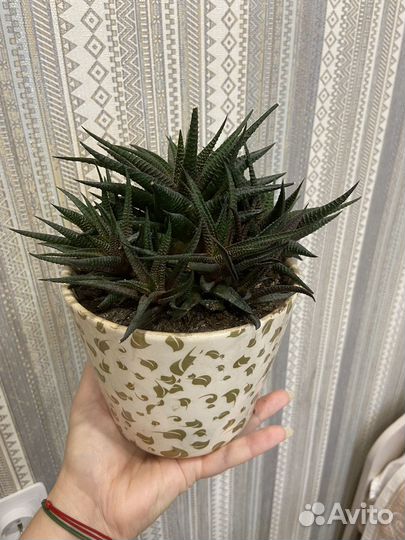 Суккуленты