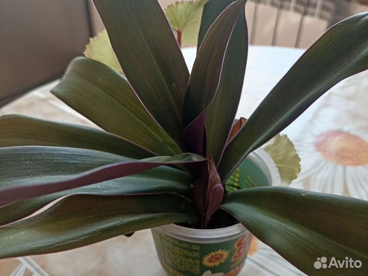 Комнатные цветы отростки