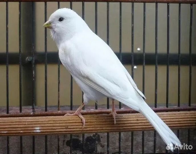 Канарейки