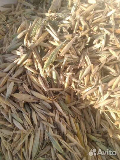 Зерноотходы