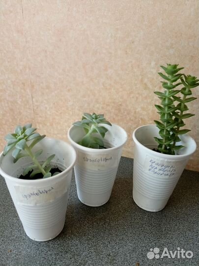 Суккуленты граптоверия, крестовик, крассула