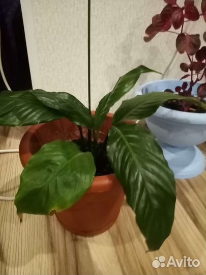 Спатифиллум