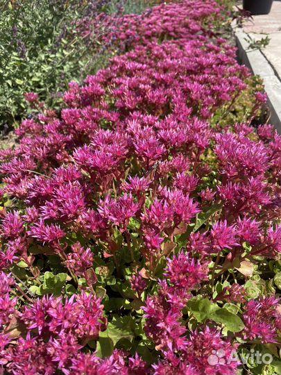 Очиток ложный, почвокровный