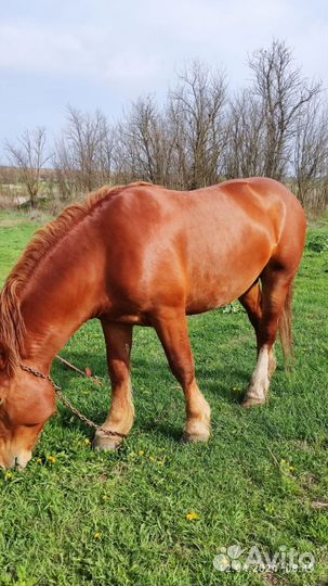 Продажа лошадь жеребец