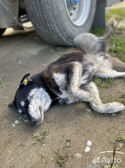 Доброй собаке нужен дом или передержка