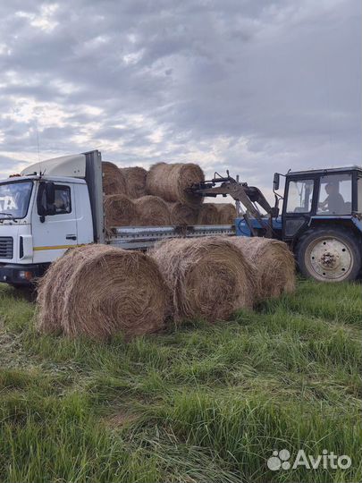 Продам сено в рулонах