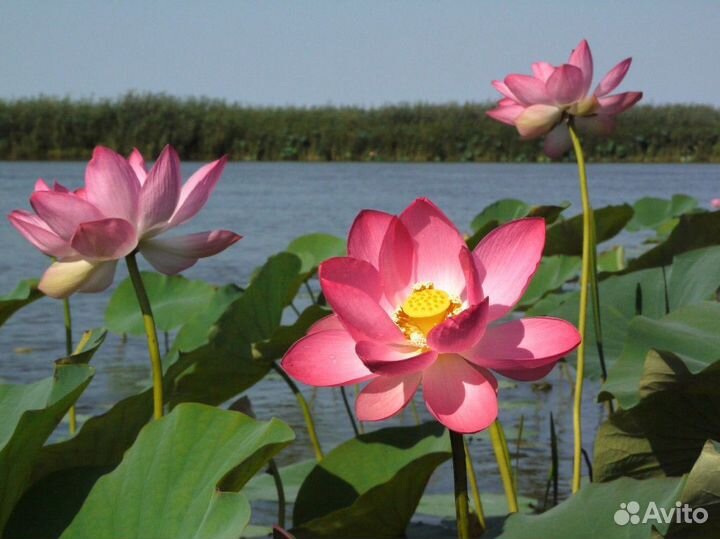 Организация рыбалки и прогулки