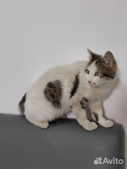 Кошка