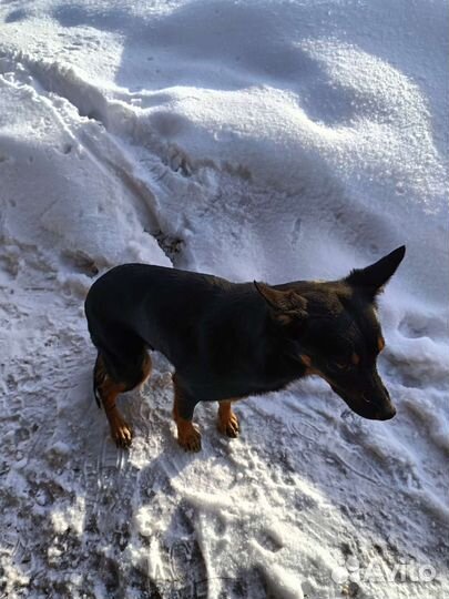 Австралийский келпи