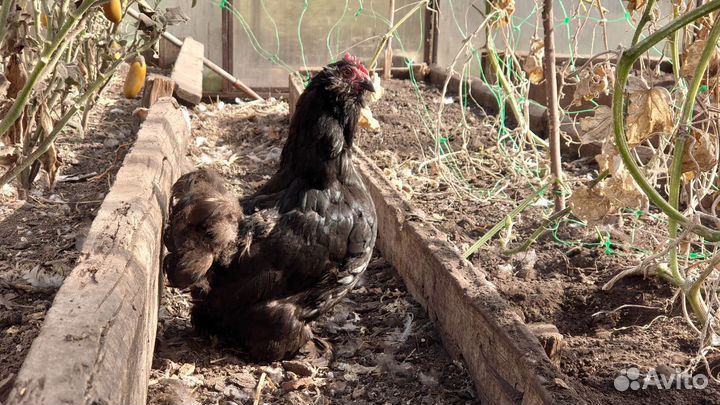 Продам кур и петуха