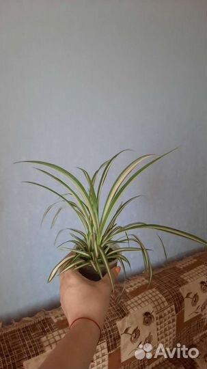 Хлорофитум