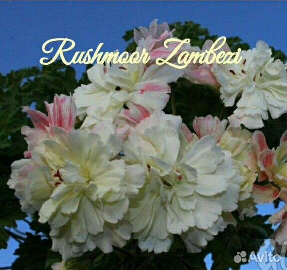 Пеларгония герань сортовая