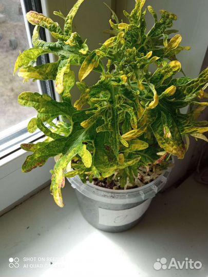 Цветы колеус