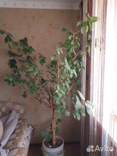 Гибискус китайская роза, дерево