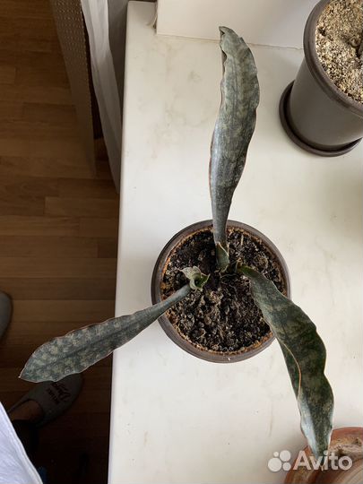 Сансевиерии Star C.Gran., Green, T.Gree,Цил