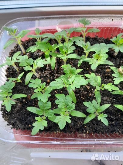 Рассада балконных помидор