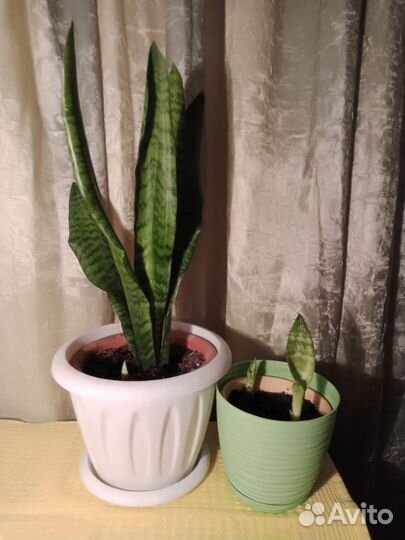 Комнатные растения разные