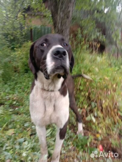 Пес в добрые руки