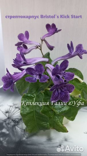 Стрептокарпусы, фиалки