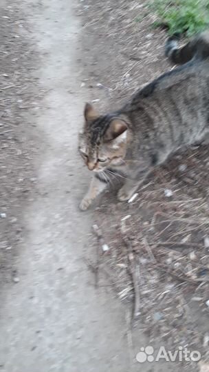 Кошка в добрые руки