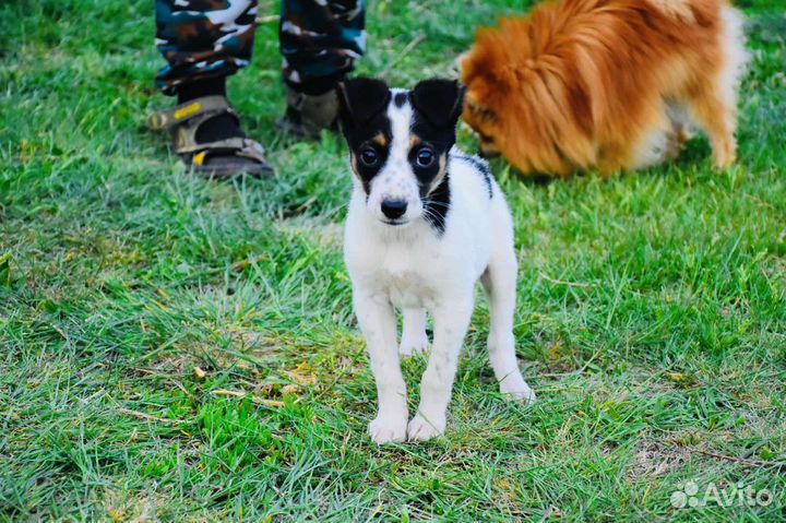 Метис джек рассел терьера