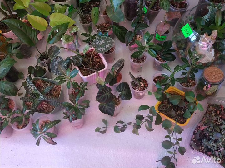 Излишки сортовых растений для коллекции