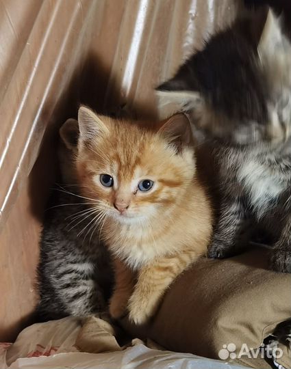 Котята в добрые руки