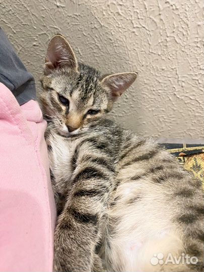 Девочка 3,5 мес, ищем дом