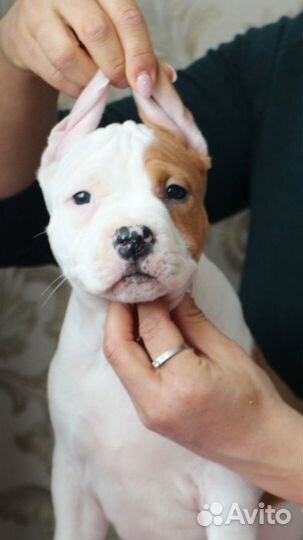 Белвй с рыдим мальчик