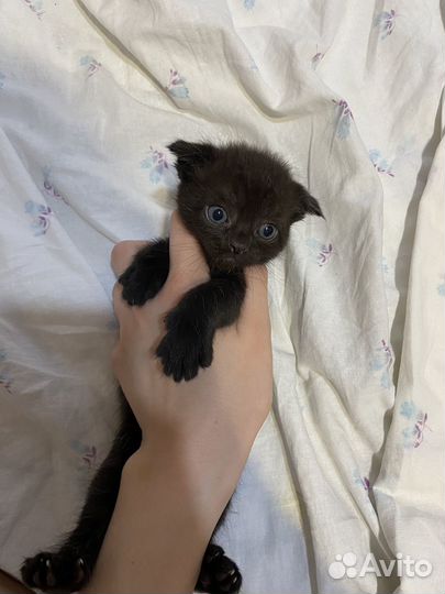 Котята помесь