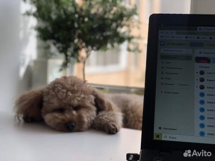 Той пудель РКФ вязка