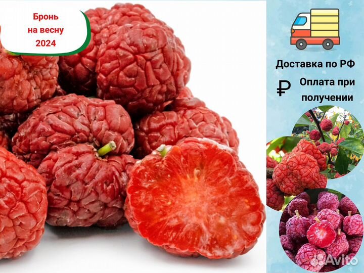 Саженцы Кудрании (Клубничное Дерево)