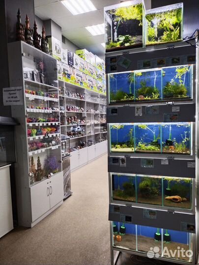 Аквариумные рыбки в Казани - Аквасалон Дискус