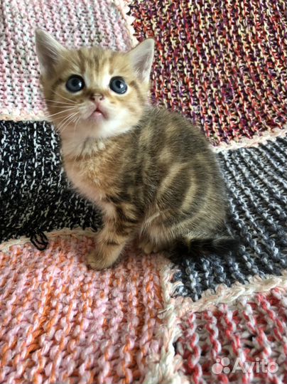 Шотландские мальчики