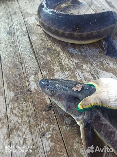 Живая рыба.Малек