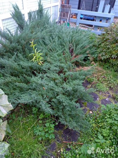 Можжевельник