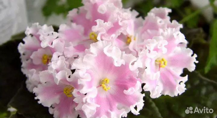 Фиалка Зефир