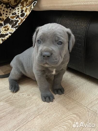 Щенки кане Корсо