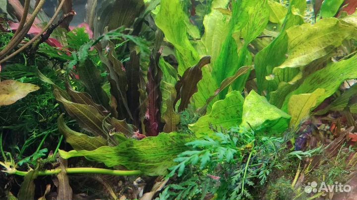 Аквариумные растения