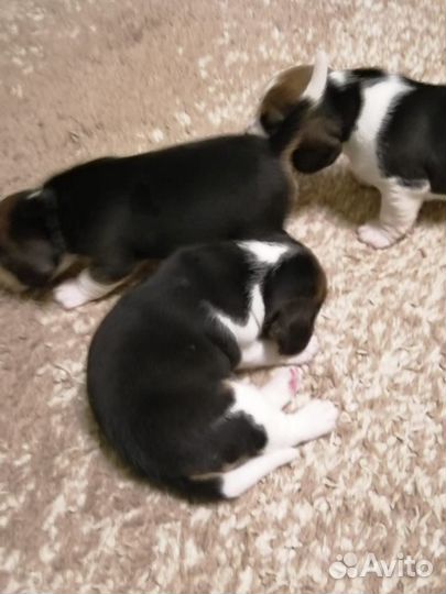 Бигль. Вязка