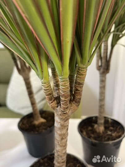 Пальма драцена