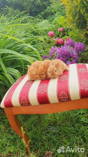 Солнечные малыши