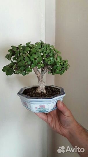 Крассула Обликва (толстянка, денежное дерево)