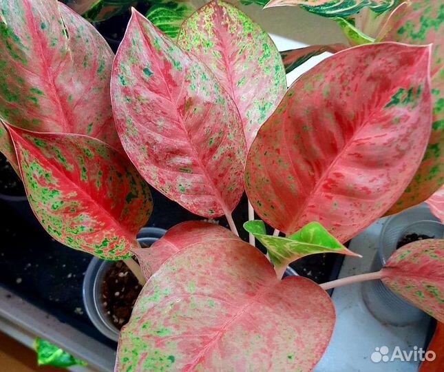 Аглаонема монгол манее